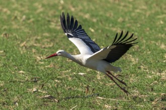 A stork flies over a meadow, its wings spread wide, white stork (Ciconia ciconia), wildlife,