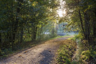 Forest path over the Pulsnitz in autumn, Königsbrücker Heide, Saxony, Germany, Europe