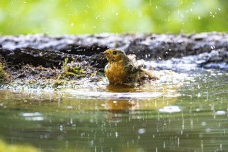 European robin (Erithacus rubecula) bathing Germany