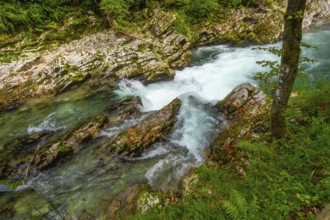 Turquoise water of radovna river rapids in vintgar gorge, a popular tourist destination near bled,