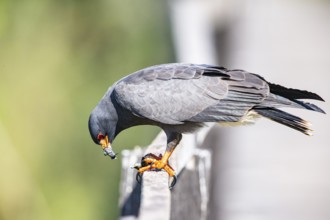 Snail Buzzard (Rostramus sociabilis) Pantanal Brazil