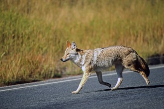 Coyote. Canis latrans. Coyote walking along a road. Rocky Mountains national park. Colorado state.