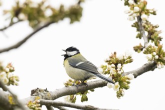 A great tit (Parus major) sits singing on a flowering branch, Hesse, Germany, Europe