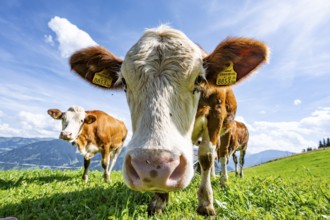 Three young curious calves (Bos primigenius taurus), cows on an alpine meadow, stretching their