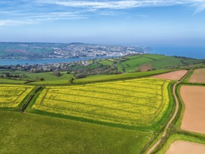 Rapeseed fields over the River Teign from a drone, Teignmouth, Shaldon, Devon, England, United