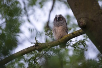 Long-eared owl (Asio otus), young bird, nest fledgling, Bottrop, Ruhr area, North Rhine-Westphalia,