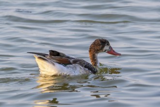 Common shelduck (Tadorna tadorna, Anas tadorna) juvenile swimming in pond in late summer, autumn