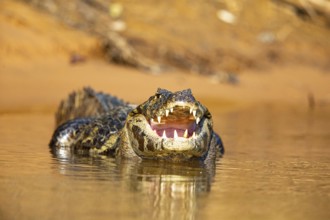 Spectacled caiman (Caiman crocodilius) Panatanal Brazil