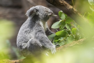 Koala (Phascolarctos cinereus) sitting on a tree, captive, distribution South Australia, Australia,