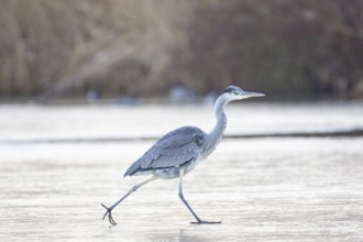Grey heron (Ardea cinerea) Germany