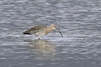 Eurasian curlew (Numenius arquata), foraging, Klingnauer Stausee nature reserve, Canton Aargau,