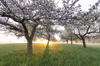 Fresh blossom, morning light, ground mist... simply magical! Foothills orchard meadow in bloom -
