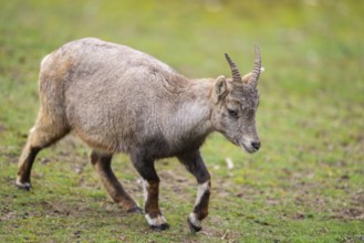 Alpine ibex (Capra ibex) female walking on a meadow, Bavaria, Germany, Europe