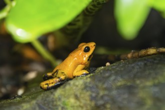 Golden poison frog (Phyllobates terribilis) sitting under leafes, captive, Germany, Europe