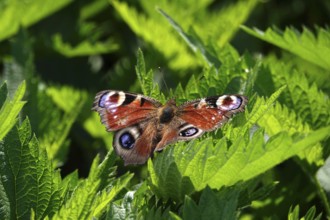 Peacock butterfly, spring, Germany, Europe