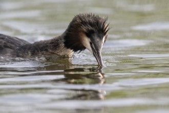 Great Crested Grebe (Podiceps cristatus), Emsland, Lower Saxony, Germany, Europe