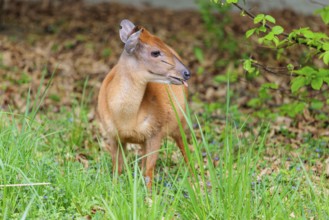 A male Red Forest Duiker (Cephalophus natalensis) stands in a green meadow, eating grass and herbs