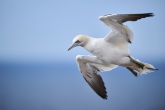 Northern gannet (Morus bassanus) flying over the sea, wildlife, Helgoland, Germany, Europe