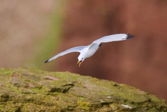 Common gull or sea mew (Larus canus) flying over the cliffs, wildlife, Helgoland, Germany, Europe