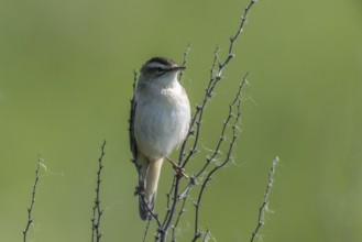 Reed Warbler (Acrocephalus schoenobaerus), Lower Saxony, Germany, Europe