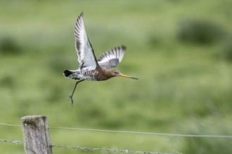 Black-tailed godwit (Limosa limosa), Lower Saxony, Germany, Europe