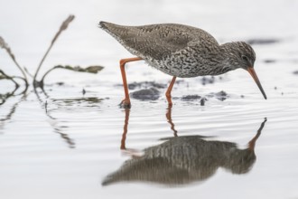 Redshank (Tringa totanus), Lower Saxony, Germany, Europe