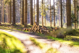 Stacked tree trunks along a sunny forest path, Calw, Black Forest, Germany, Europe