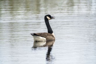 Canada goose (Branta canadensis), Vulkaneifel, Rhineland-Palatinate, Germany, Europe