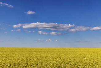 Rape field in bloom against a blue sky with clouds. Landscape near Dornstadt Baden-Württemberg,