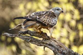 Red Kite (Milvus milvus), perched on a branch, Castile and Leon, Spain, Europe
