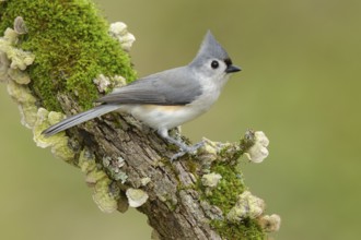 Tufted Titmouse (Baeolophus bicolor), Texas, USA, North America