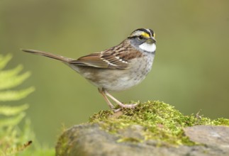 White-throated Sparrow (Zonotrichia albicollis) perched on a rock, Texas, USA, North America