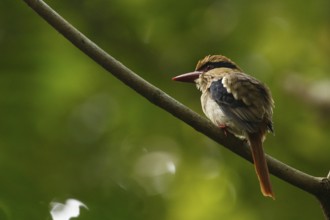 Blauohrliest (Cittura cyanotis) female perched on a branch, North Sulawesi, Indonesia, Asia