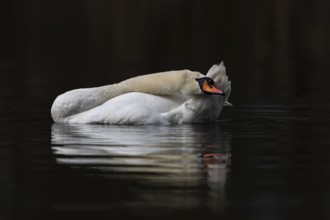 Mute Swan (Cygnus olor), Baden-Wuerttemberg, Germany, Europe
