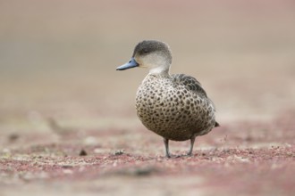 Grey Teal (Anas gracilis), Victoria, Australia, Oceania