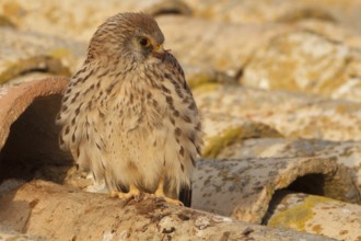 Lesser Kestrel (Falco naumanni), female resting, Castile-La Mancha, Spain, Europe