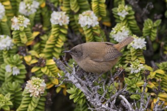 Cobb's Wren (Troglodytes cobbi), Sea Lion Island, Falkland Islands, South America