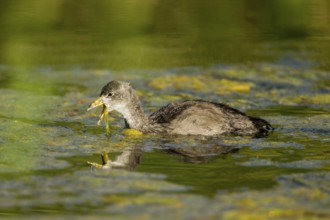American Coot Fulica americana Tucson, Pinal County, Arizona, United States 3 June Immature