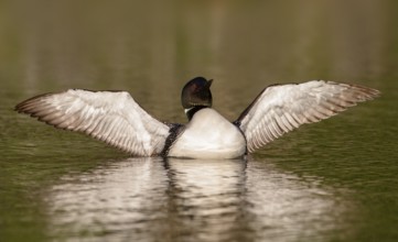 Great Northern Loon (Gavia immer) stretching its wings, British Columbia, Canada, North America