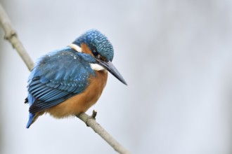 Common Kingfisher (Alcedo atthis) male perched on a branch, North Rhine-Westphalia, Germany, Europe