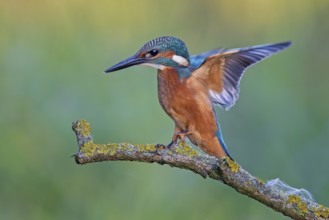 Common Kingfisher (Alcedo atthis) male flapping, perched on a branch, Saxony-Anhalt, Germany,