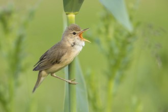 Marsh Warbler (Acrocephalus palustris) male singing in reeds, Poland, Europe