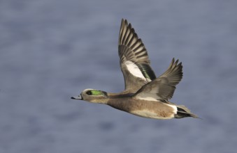 American Wigeon (Mareca americana) male flying, British Columbia, Canada, North America