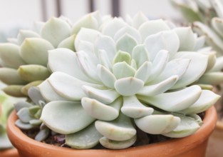 Beautiful succulent plant in greenhouse. Closeup, floral patterns, selective focus