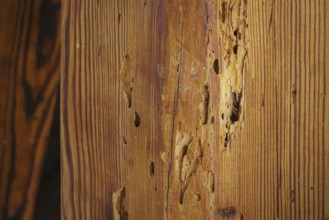 A wooden beam eaten away by woodworm in the attic of a flat, photographed in Berlin, 21/08/2024