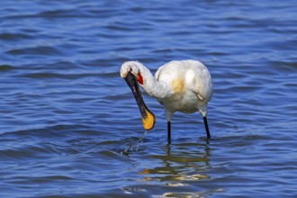 Eurasian spoonbill, common spoonbill (Platalea leucorodia) in breeding plumage foraging by sweeping