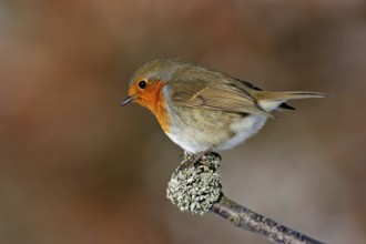 Robin, (Erithacus rubecula), Battenberg, Tiszaalpár, Kiskunsági National Park, Bács-Kiskun,