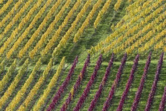 Vineyards in autumn, Rotenberg, Stuttgart, Baden-Württemberg, Germany, Europe