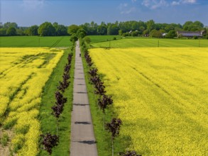 The avenue cycle path between Xanten and Marienbaum, Kalkar, on the Lower Rhine, former railway