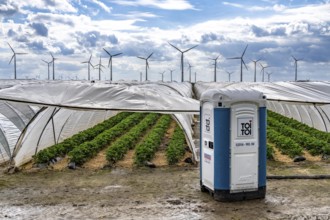 Agriculture, large areas with foil tunnel, for the cultivation of strawberries, wind farm, south of